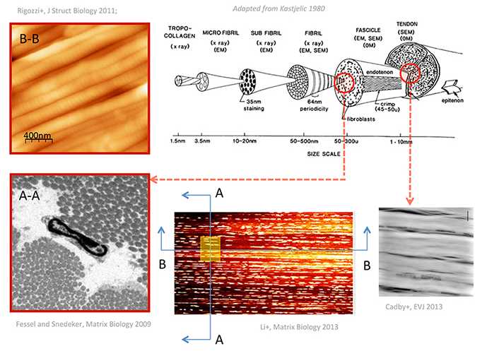 Enlarged view: Functional Imaging Across Size Scales