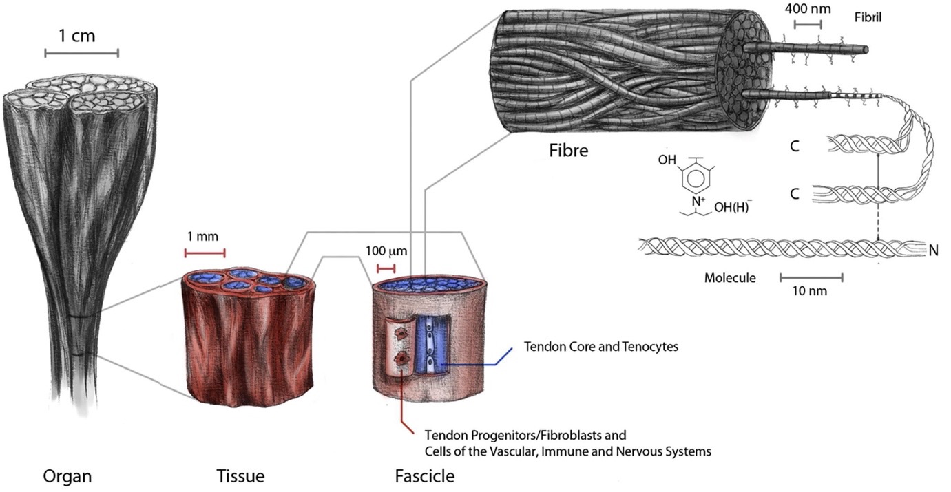 Tendon Multi-Scale Mechanics