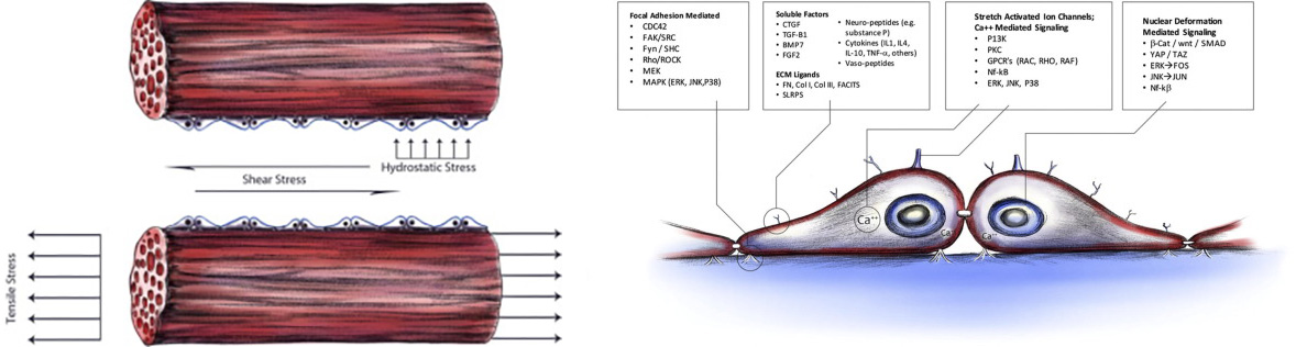 (Left) Cell-level stresses and matrix deformations (Right) Mechanotransducers and pathways